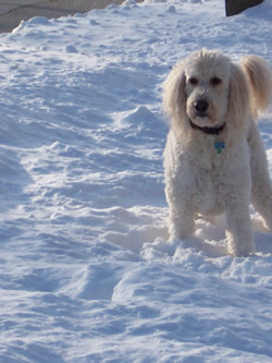 Goldendoodle